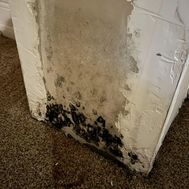 Professional Mold Removal in Horton, KS